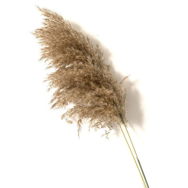 pampas grass decor plants home wedding decor dried flowers bunch feather flowers natural phragmites tall 20-22''  plastic vase