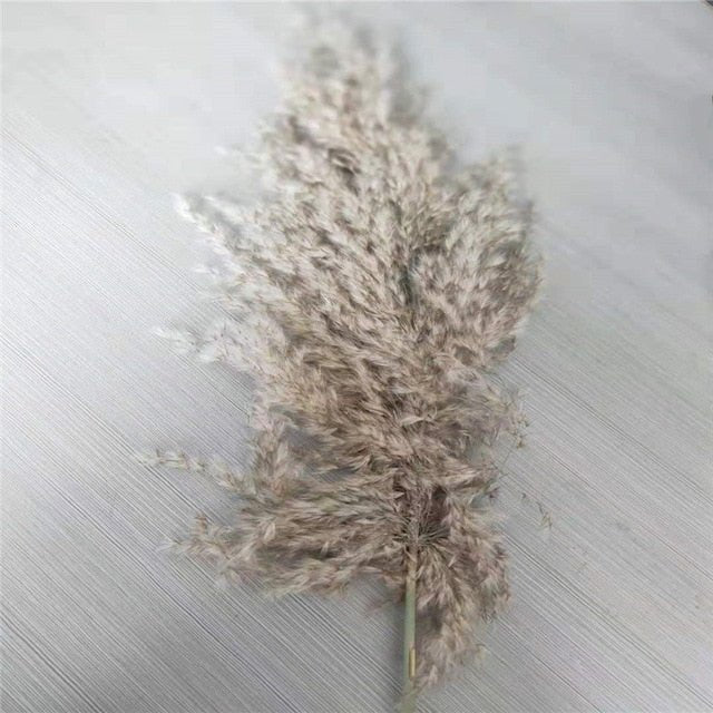 pampas grass decor plants home wedding decor dried flowers bunch feather flowers natural phragmites tall 20-22''  plastic vase