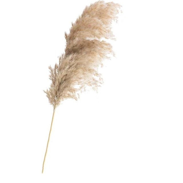 pampas grass decor plants home wedding decor dried flowers bunch feather flowers natural phragmites tall 20-22''  plastic vase